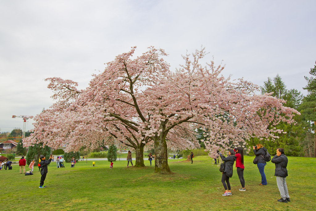 Cherry Blossoms Queen Elizabeth Park GoToVan Flickr