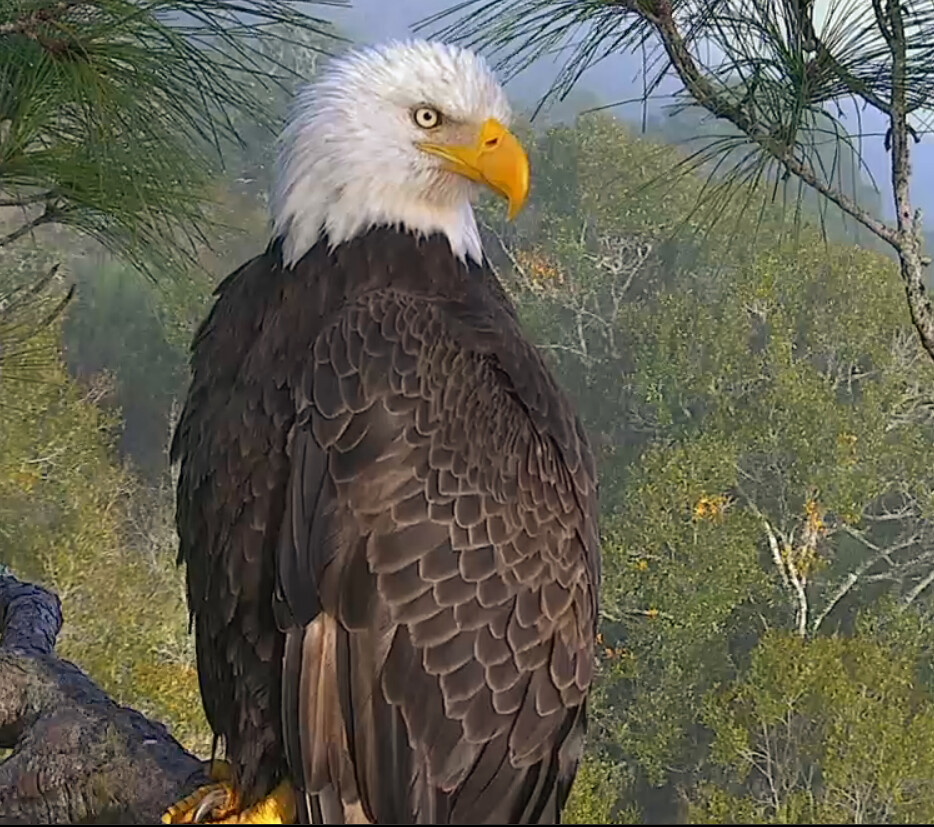 American Eagle Foundation 2016 American Eagle Foundation. … Flickr