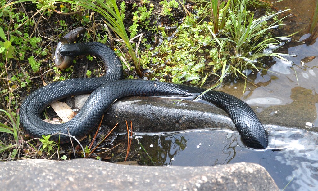 Black Snake eating a Blackfish Redbellied Black Snake (Ps… Flickr