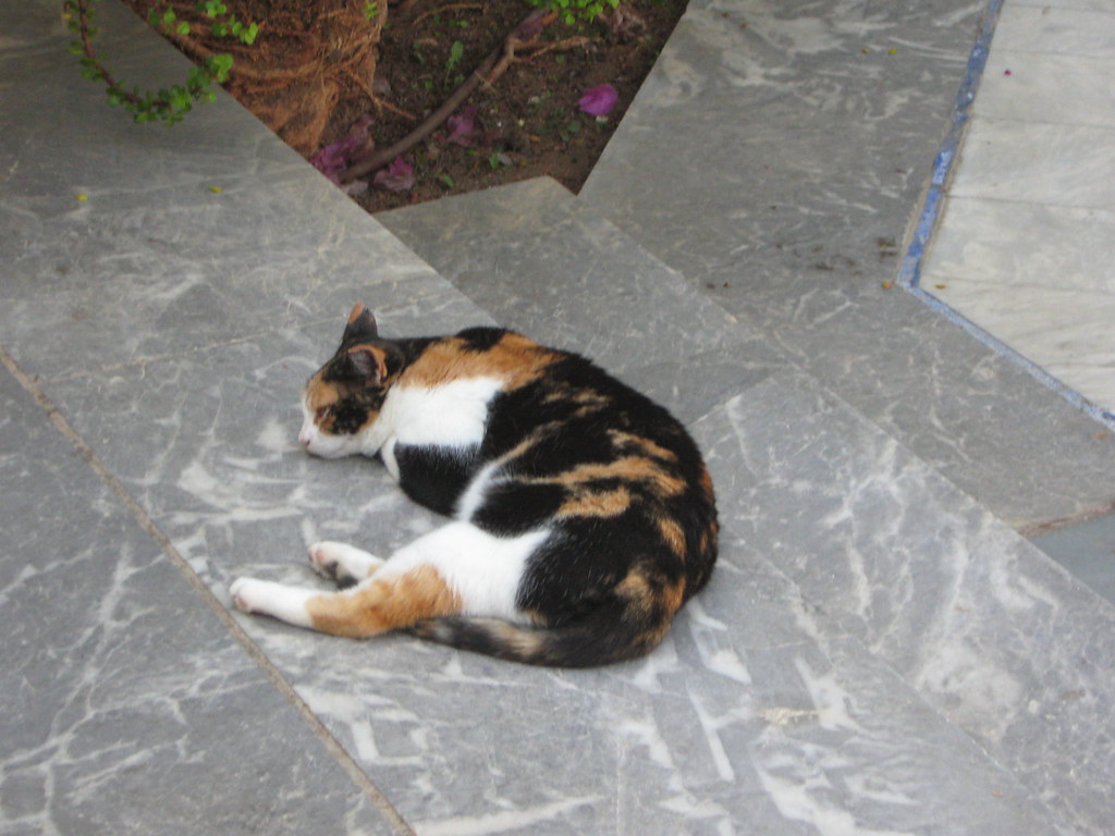 Cats of Crete Flickr