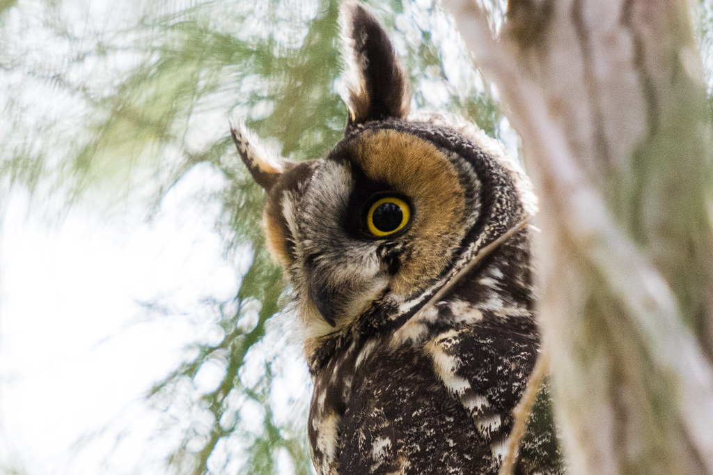 Longeared Owl Los Angeles County, California, US BJ Stacey Flickr