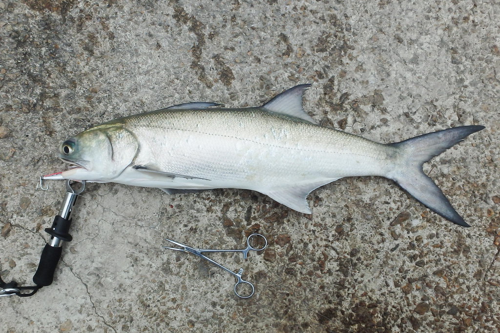 馬友 Fourfinger threadfin / Blue Threadfin Salmon 33 with Ma… Flickr