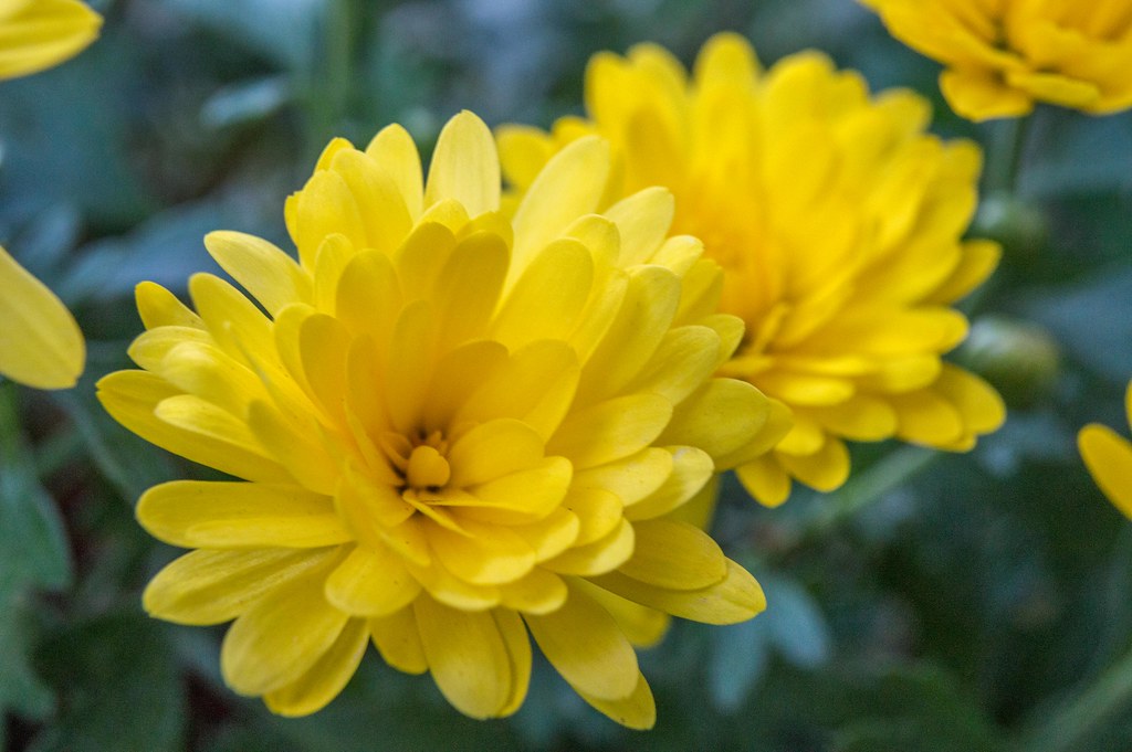 Chrysanthemum Yellow Chrysanthemum Dewan S. Rahman Flickr