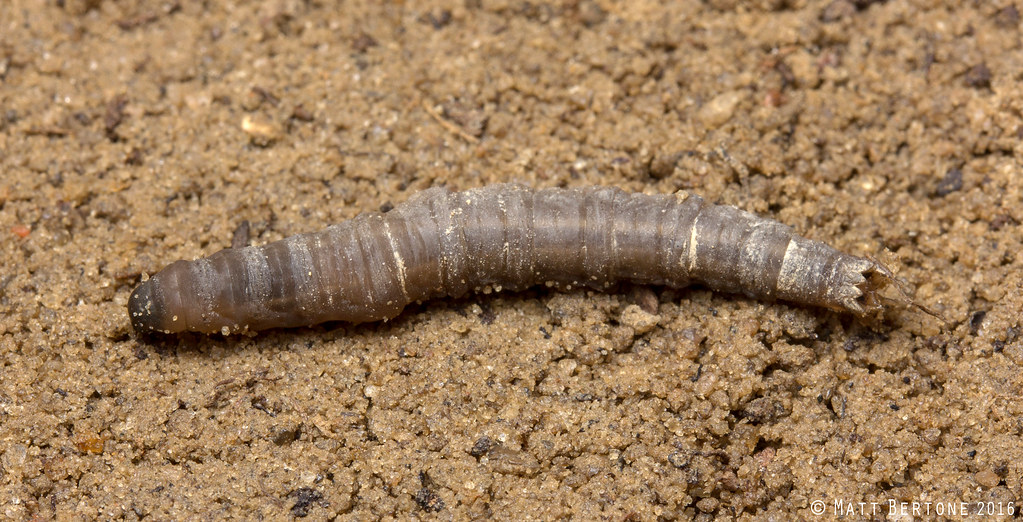 crane fly larva (Tipulidae) Tipula Matt Bertone Flickr