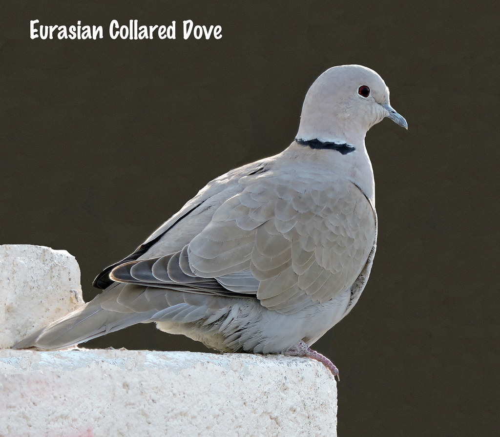 =DoveEurasian Collared DoveChandler, AZ Tricolor Brian Flickr
