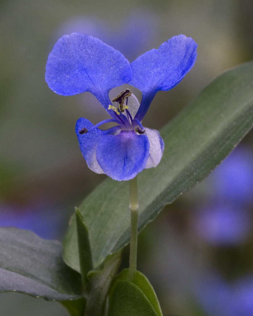 Common Dayflower Spreading Dayflower (a.k.a. Common Dayflo… Flickr