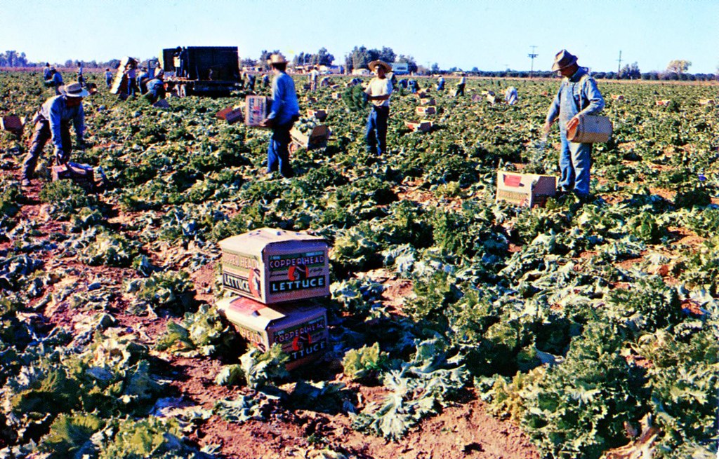 Lettuce Harvest in Arizona's Salt River Valley AZ The lett… Flickr