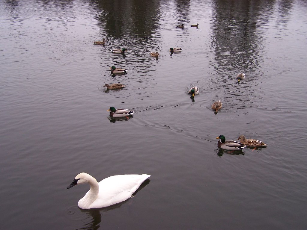 Swans & Ducks in Riverside Park Bend RadtkeFamilyPDX Flickr