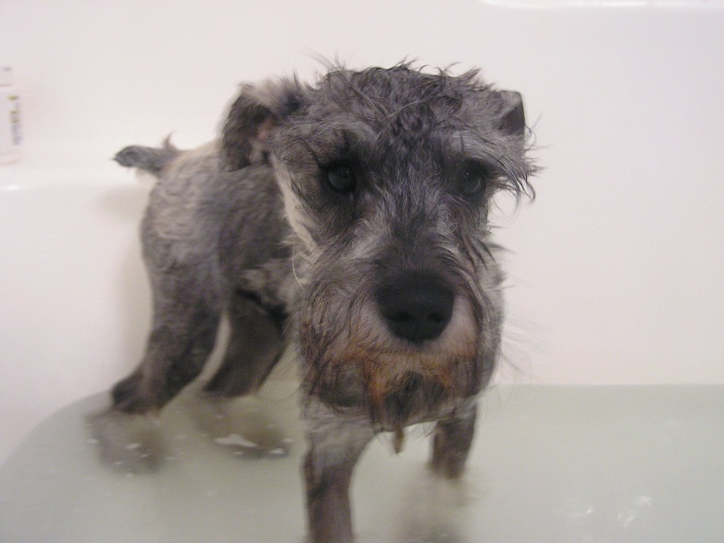 Bath time I hate baths Gretchen Flickr