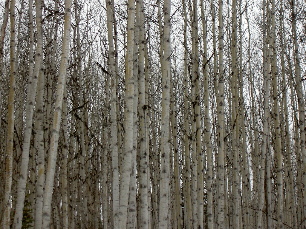 Poplar Forest Shallom Johnson Flickr