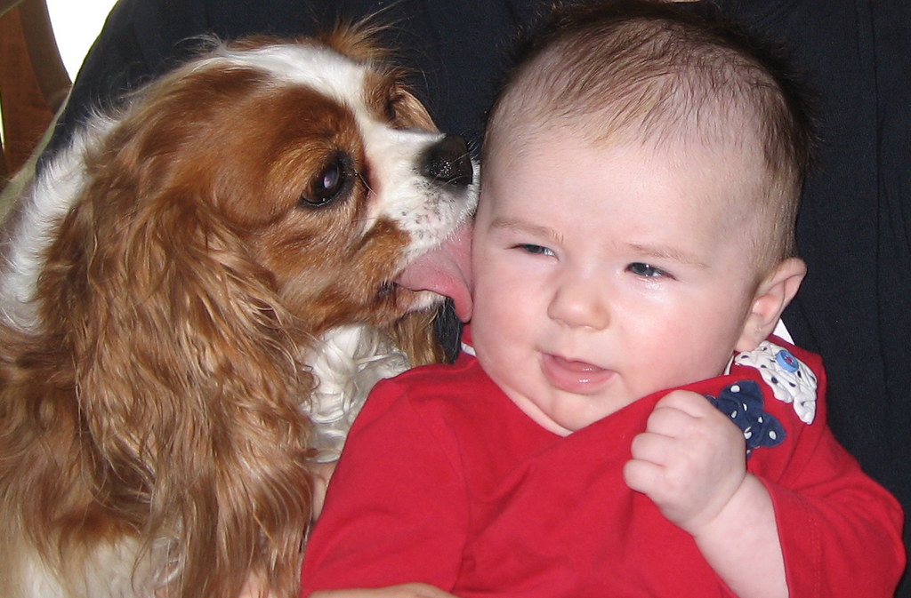 How To Stop Dog From Licking Baby