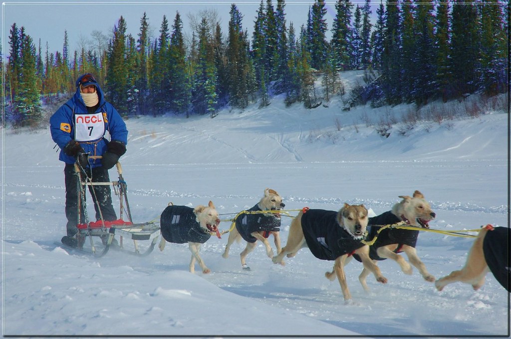 Sled Dog Races K'amba Carnival 2007, Hay River, NWT David Flickr
