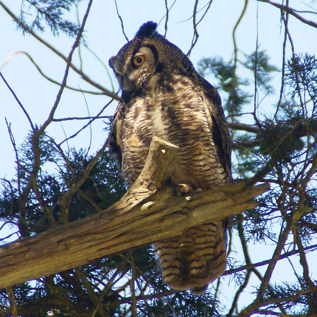 Great Horned Owl A Great Horned Owl in a tree on Tennessee… Flickr