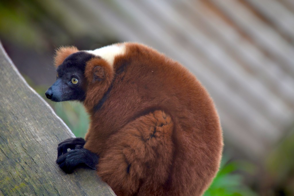 Paradise Park Zoo Flickr