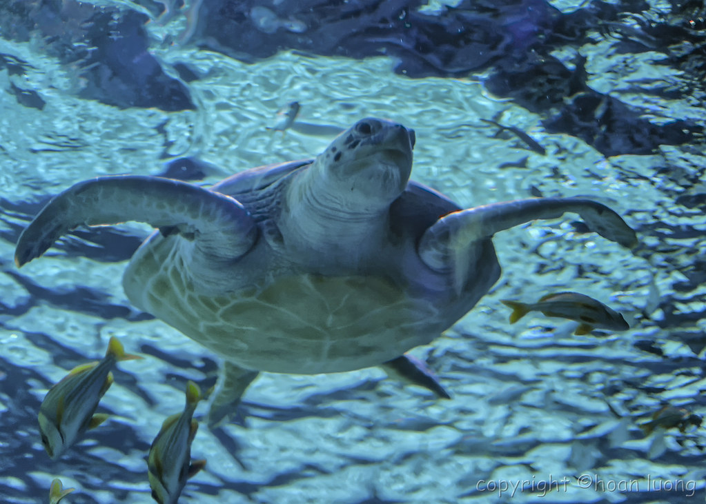Sea Turtle MB Ripley's Aquarium Images taken by hoan