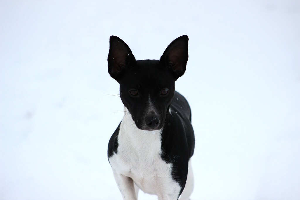 IMG_2806 First Dog Off the Porch Flickr