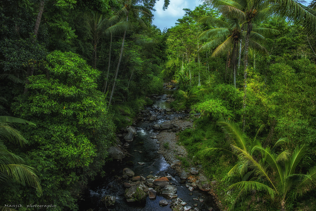 Rainforest Java jungle Feel free to follow me on