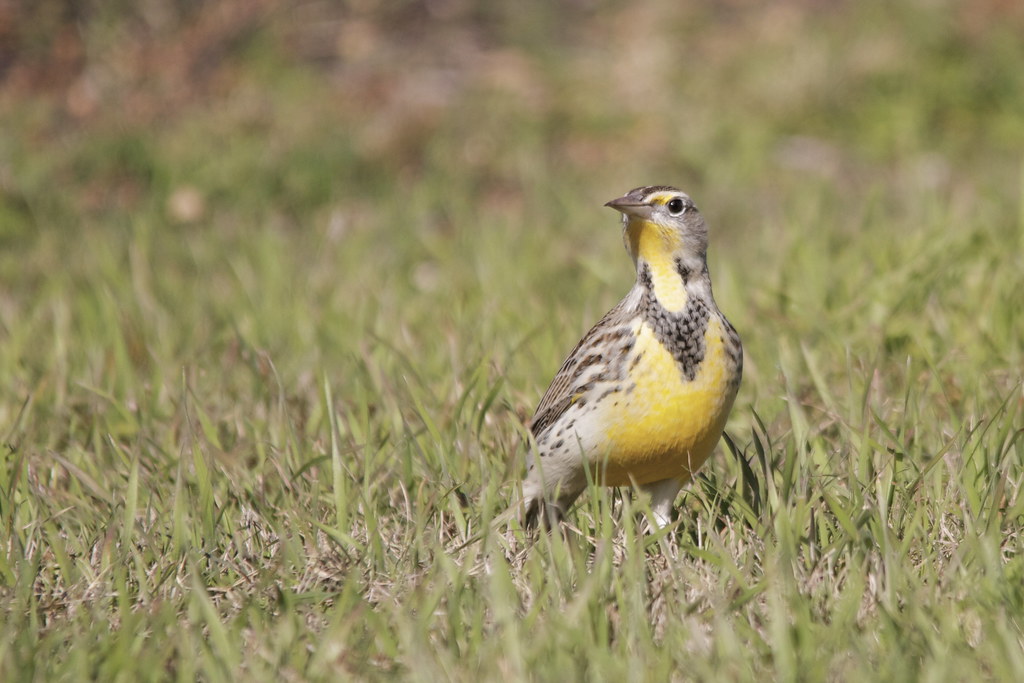 Meadowlark sp. Travis County, Texas, USA; December 19, 201… Flickr