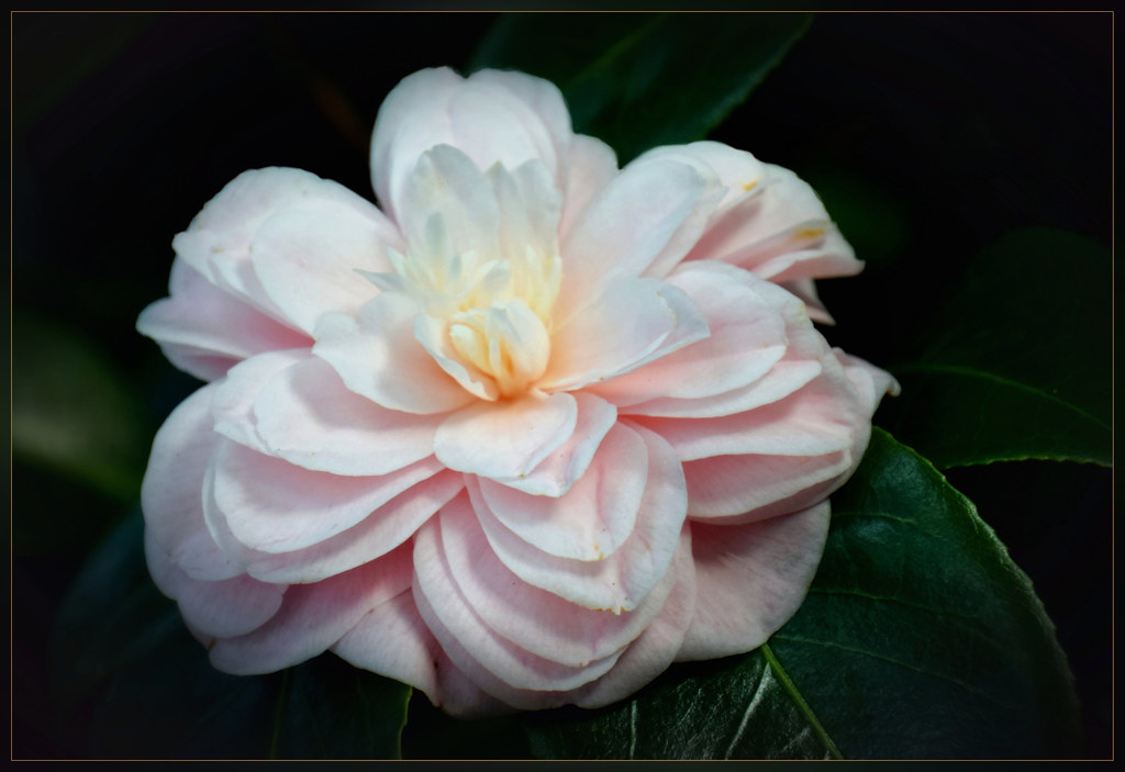 Camellia japonica, var. 'Ave Maria' Mejxu Flickr