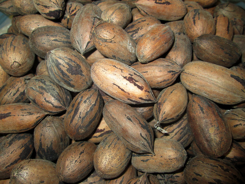 North Carolina Pecans. January 19, 2016 North Carolina P… Flickr