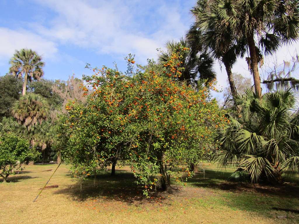 Citrus tree On our third day in the Jacksonville area, we … Flickr