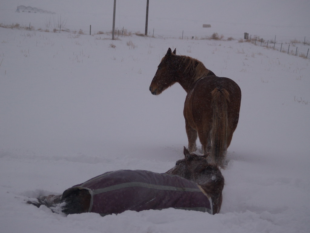 Itchy blanket Morning stables, 26th hour of the 2006 Holid… Flickr