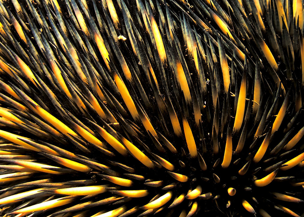 These things don't shoot out, right? Echidna spines. Close… Flickr