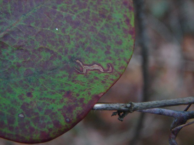 Dying leaf A dying leaf Camp O',Rear Jasper, Alabama David Smith