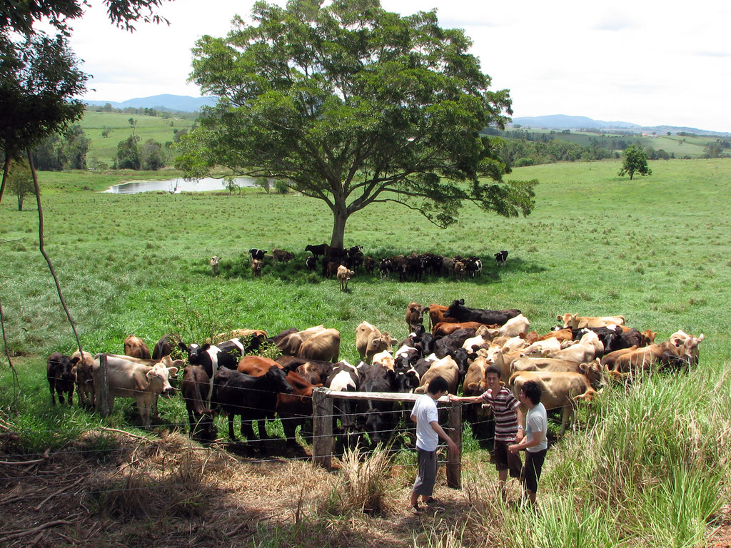 Typical Atherton Tablelands View Dairy Cattle Australia… Flickr