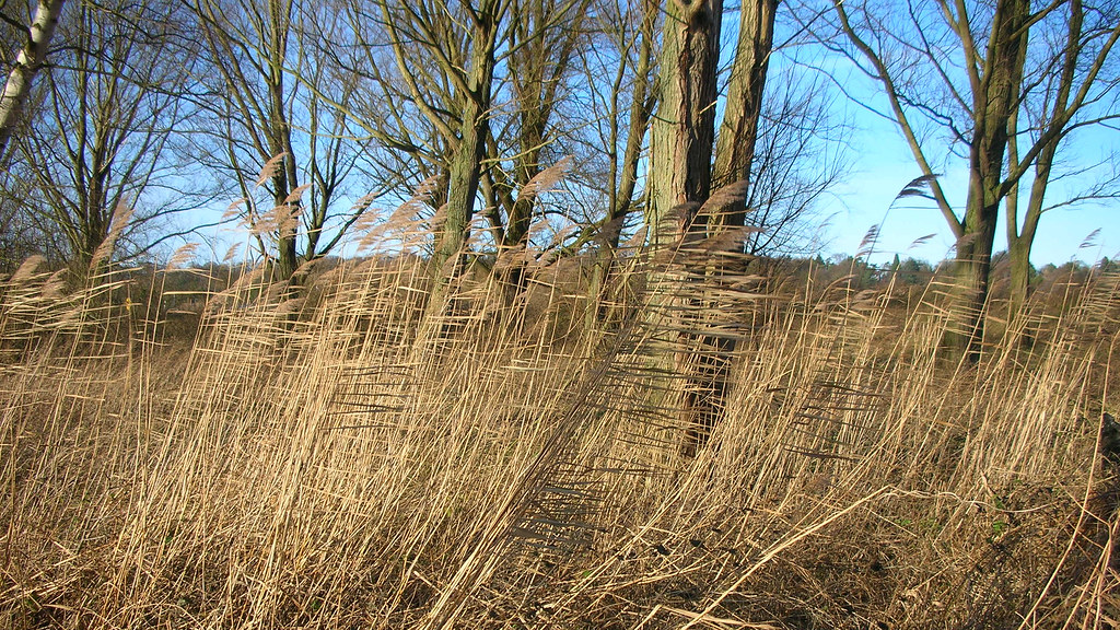 Rushes along the Yare Grass and rushes near the river Yare… Flickr