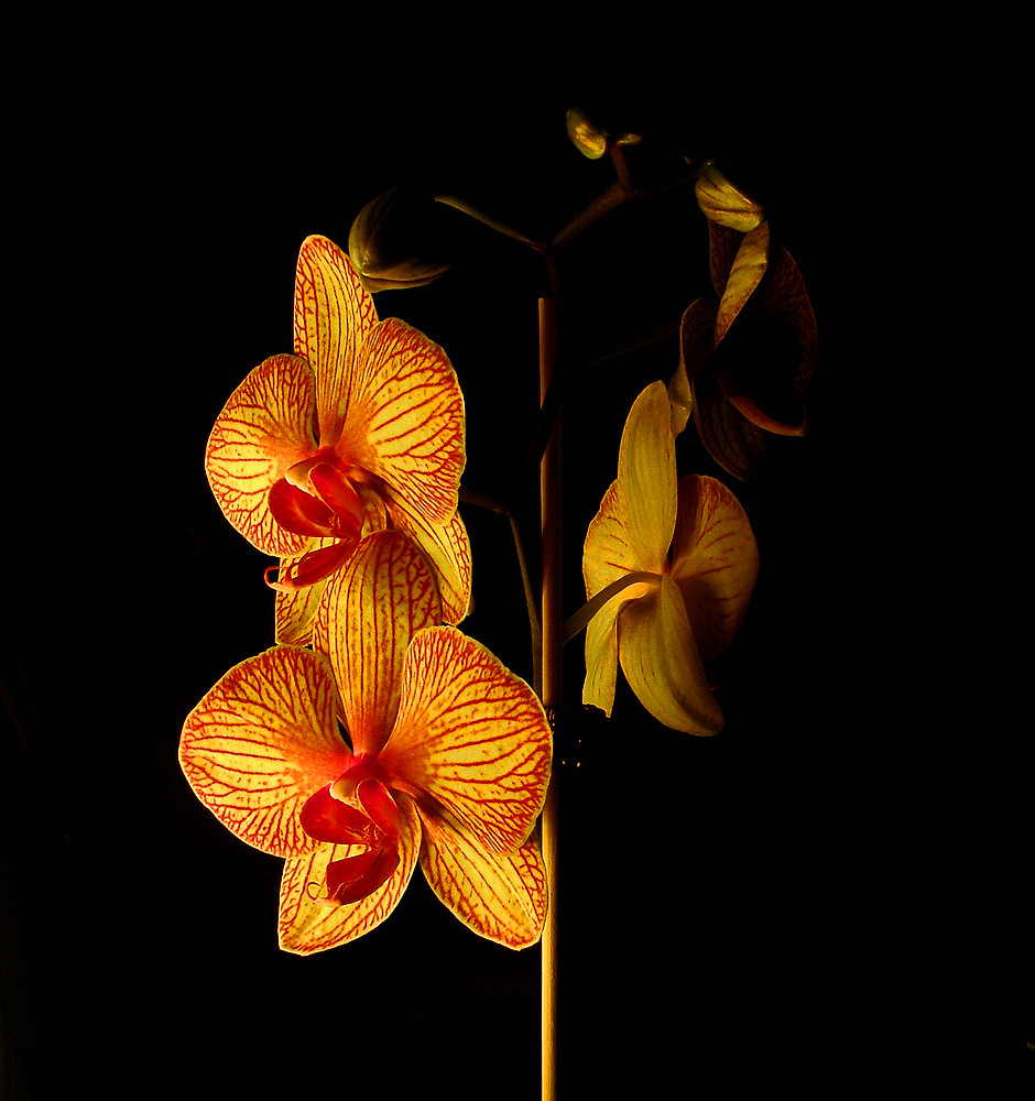 blood orchid Blood flows through the veins of orchids too,… Flickr