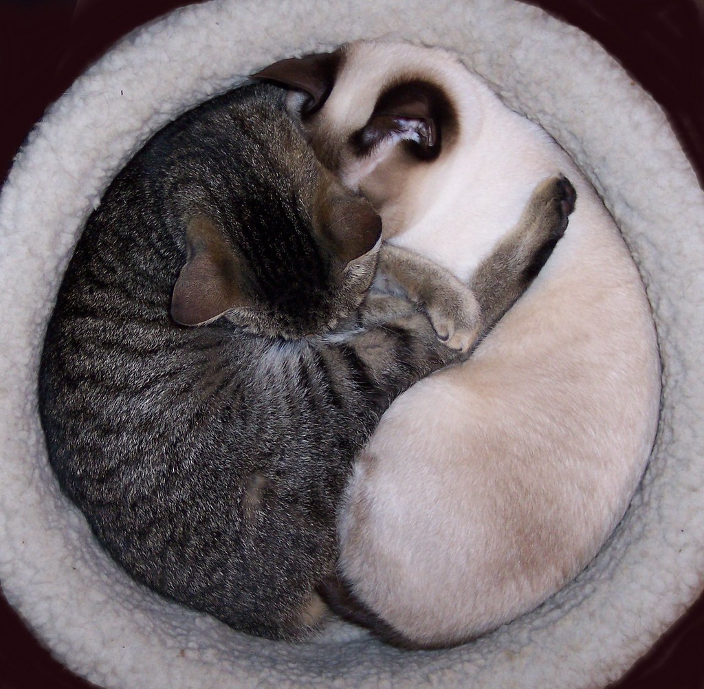 "One Mississippi, two Mississippi,........." Ruby and Pear… Flickr