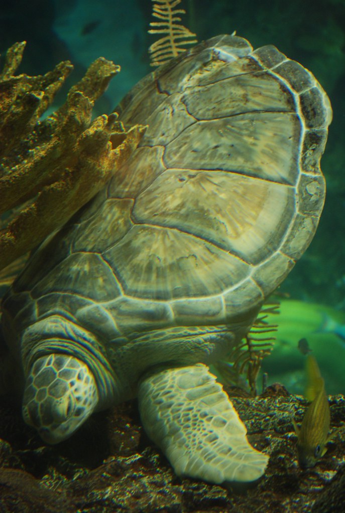 Nickel, the Shedd Aquarium Turtle In the Caribbean Reef ta… Flickr