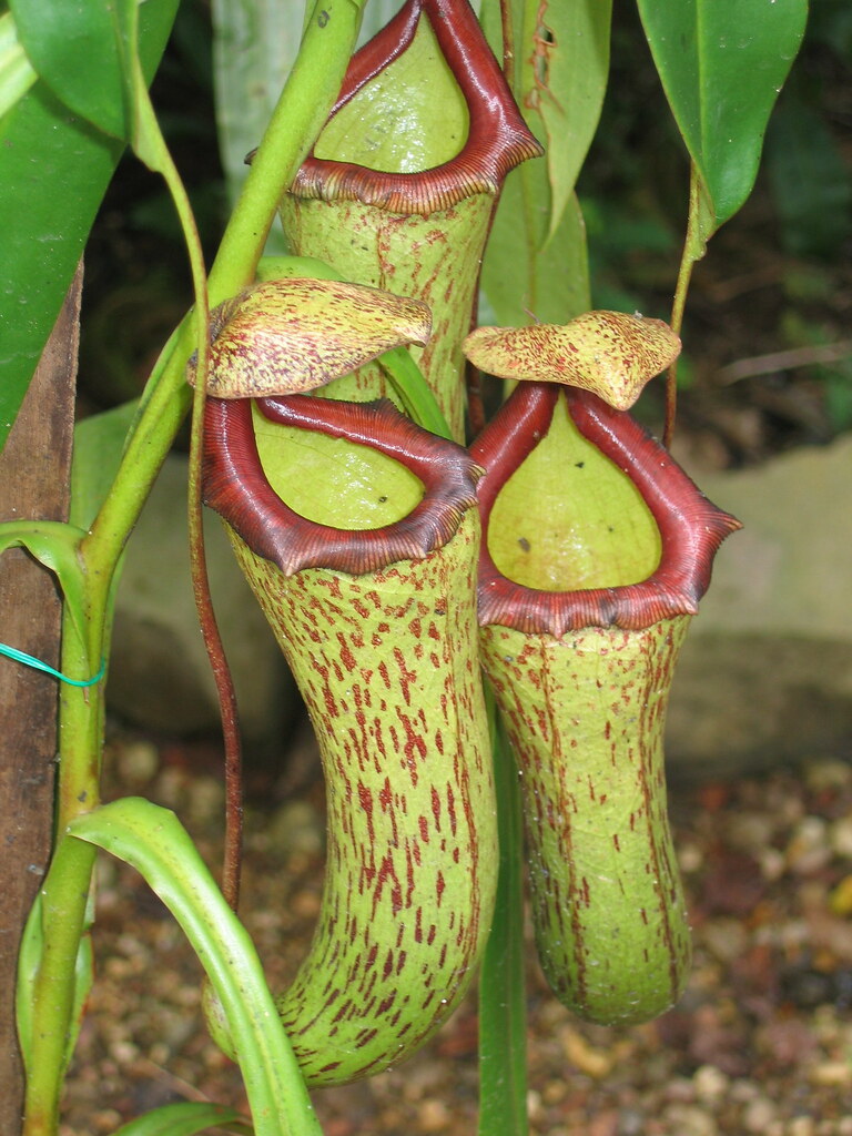 Pitcher plants One of about 40 species of pitcher plant na… Flickr