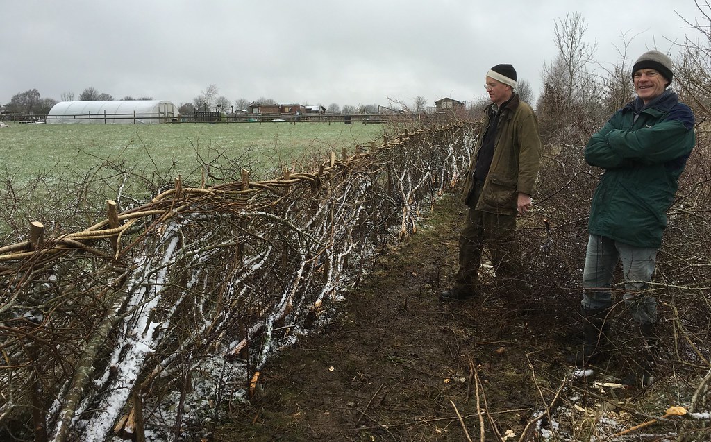 Hedgelaying course organised by the Cotswolds AONB Board Richard