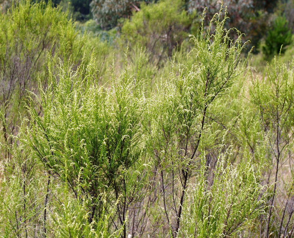 Cassinia sifton (Sifton Bush, Chinese scrub) Erect aromati… Flickr