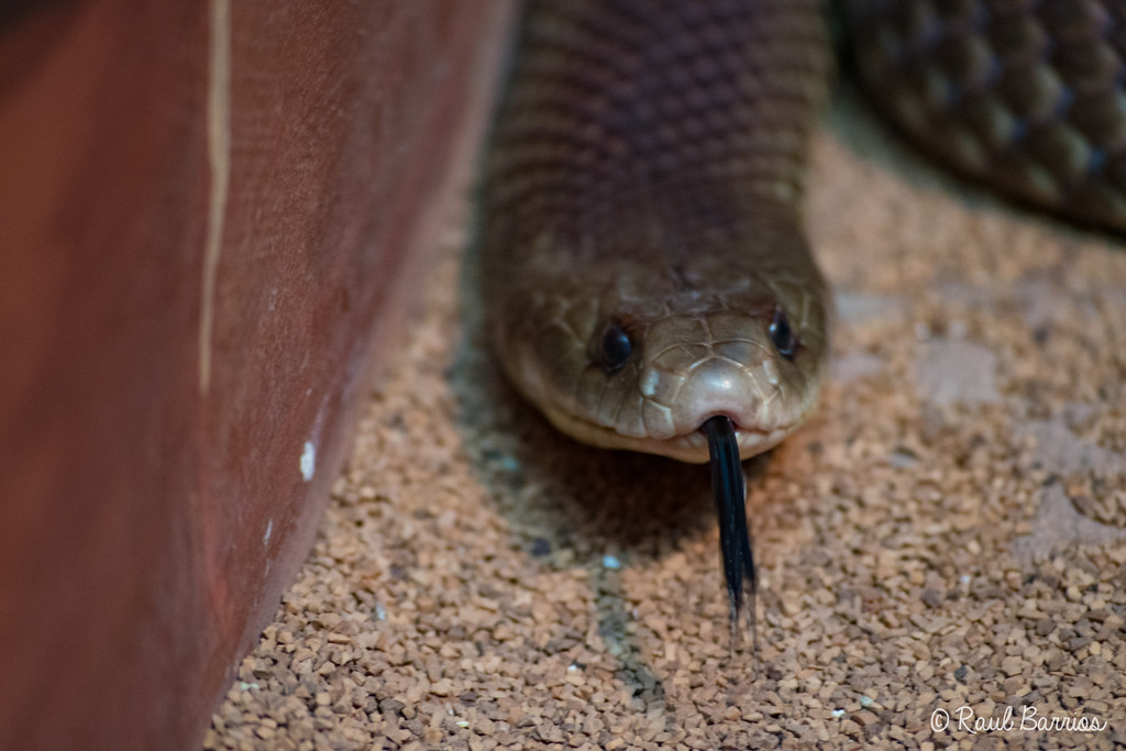King Brown Snake Scientific Name Pseudechis australis Kin… Flickr