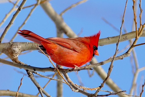 Cardinal Peter Giesbrecht Flickr