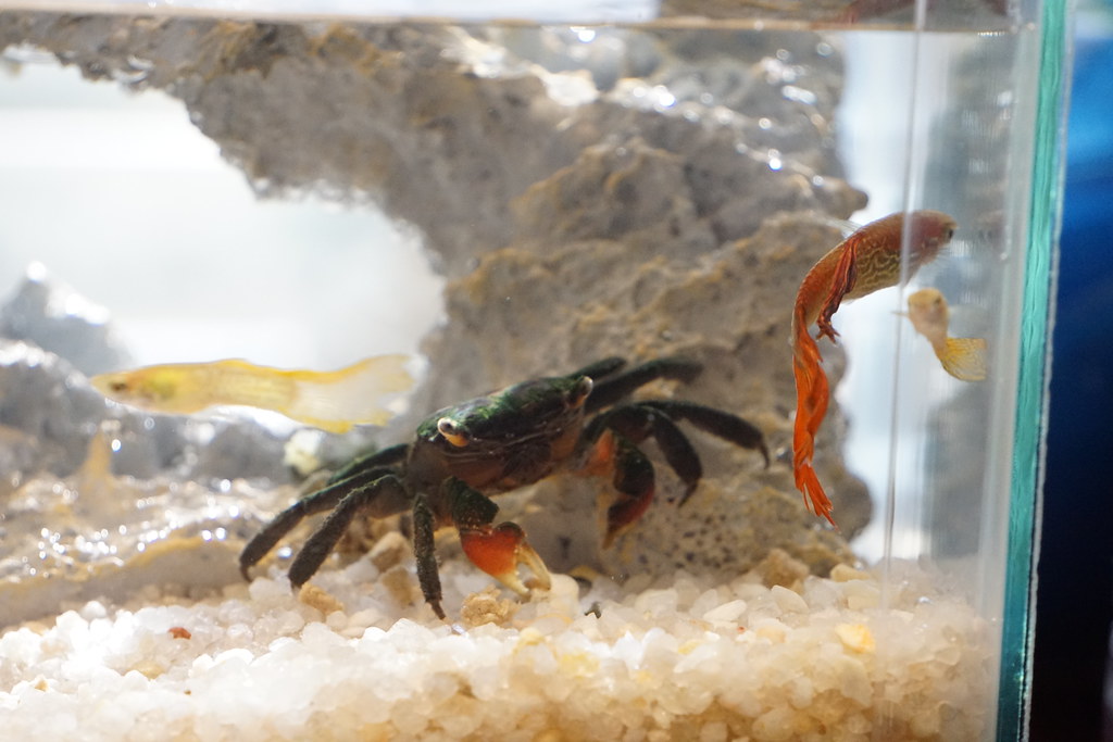 DSC00012 (2) New diggs for the crab and his tankmates
