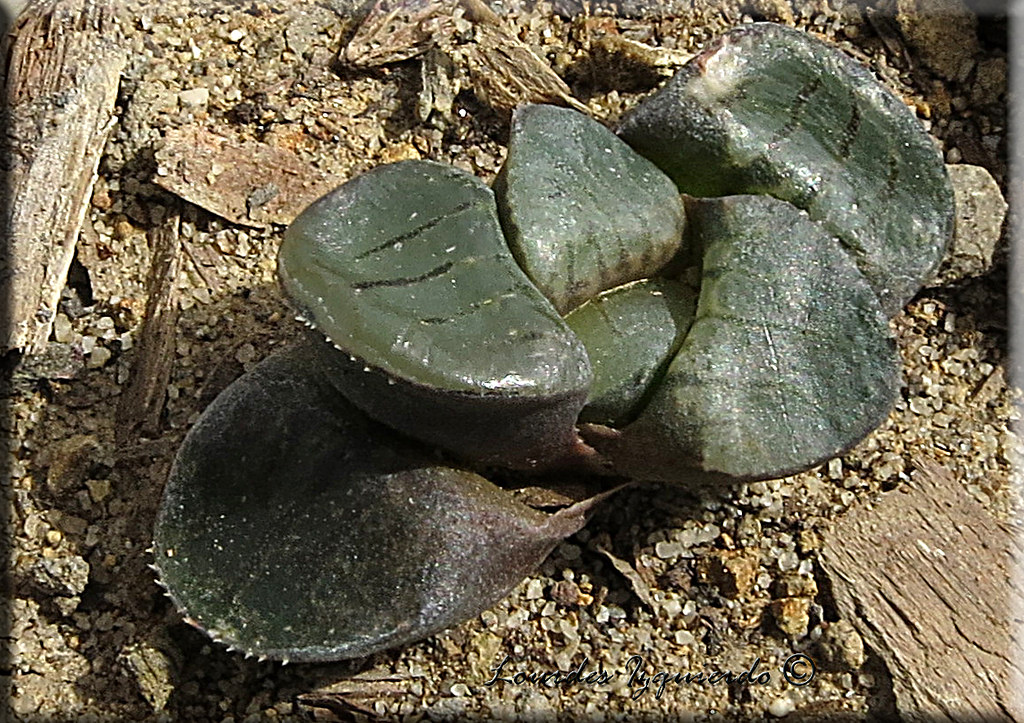 19.Haworthia 'Crystal Ball' 81432 ex STC Lourdes Flickr