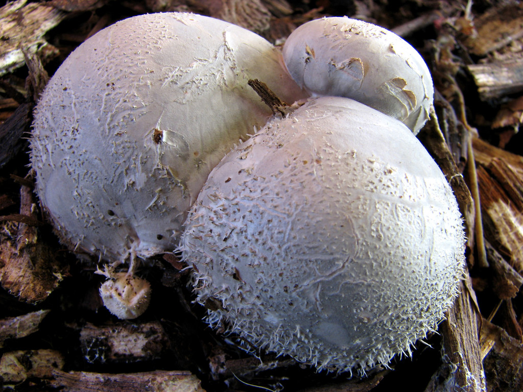 Fungi Growing in Wood Chips 03 Cairns Australia Different … Flickr