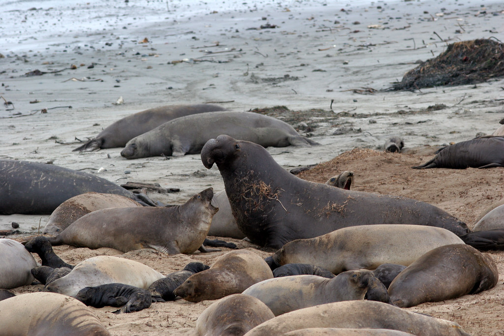 speaking truth to power elephant seals at Año Nuevo. Flickr