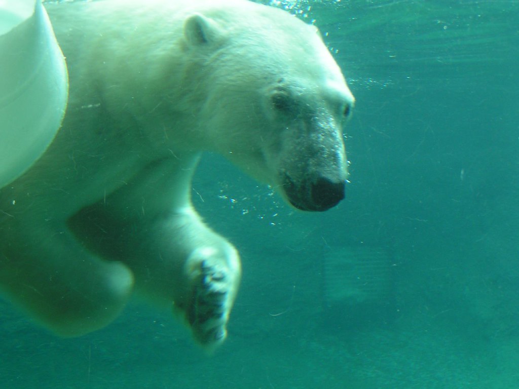 Polar bear, Point Defiance Zoo, WA, 04/18/04 Flickr