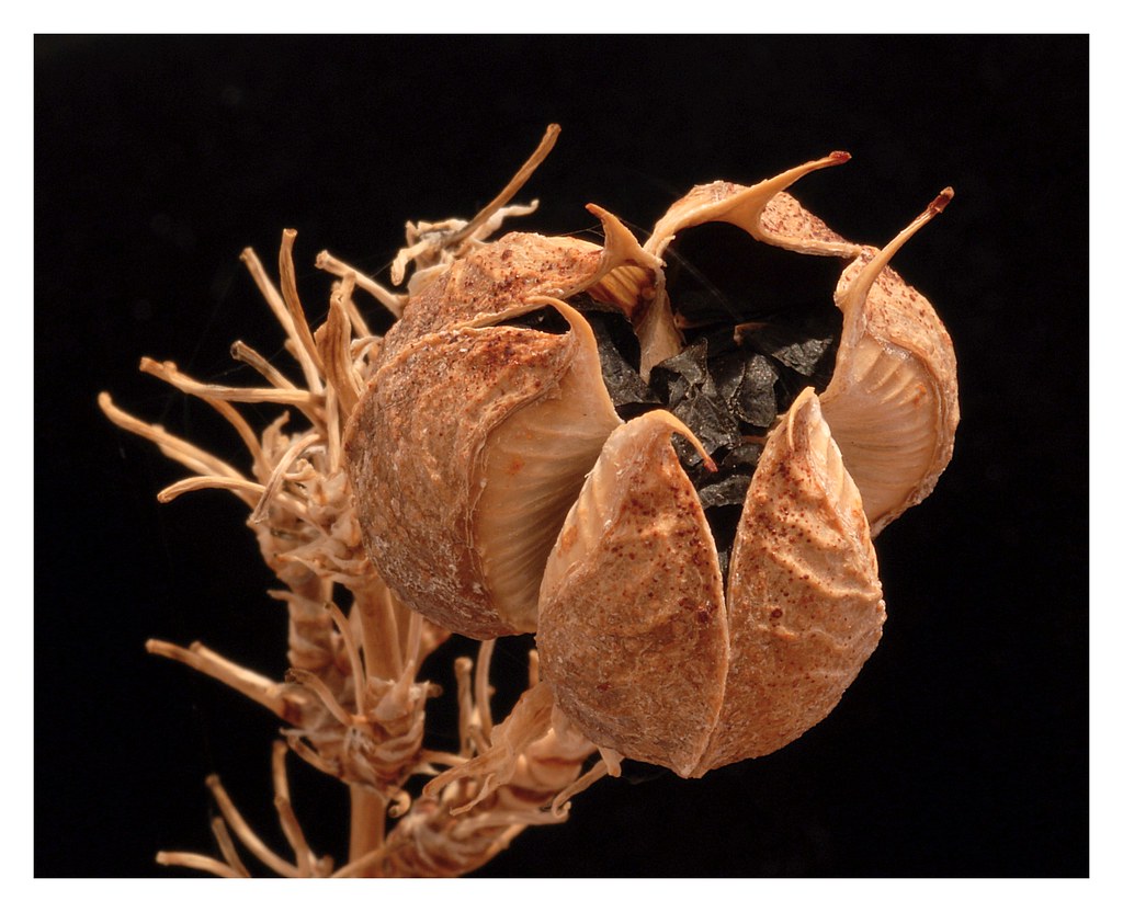 Red Yucca Seed Pod a photo on Flickriver