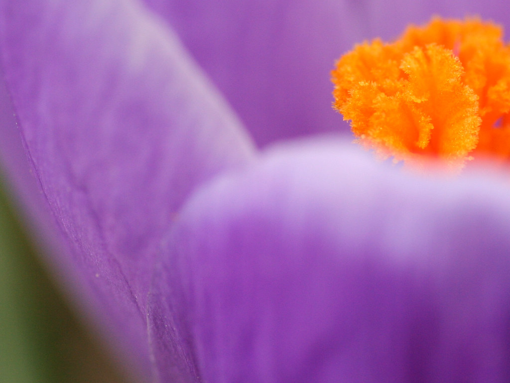 Bouquet Spring is near. Scott Robinson Flickr