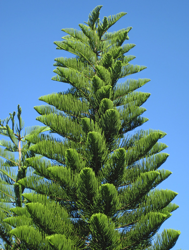 Araucaria heterophylla (Norfolk Island pine trees) (Sanibe… Flickr