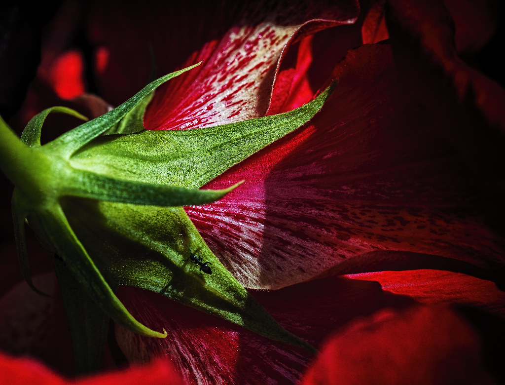 Untitled Jonathan Morse Flickr