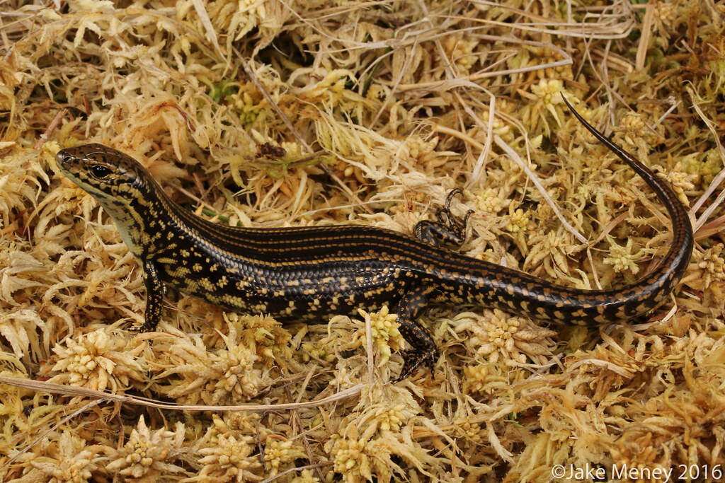 Blue Mountains Water Skink (Eulamprus leuraensis) Blue