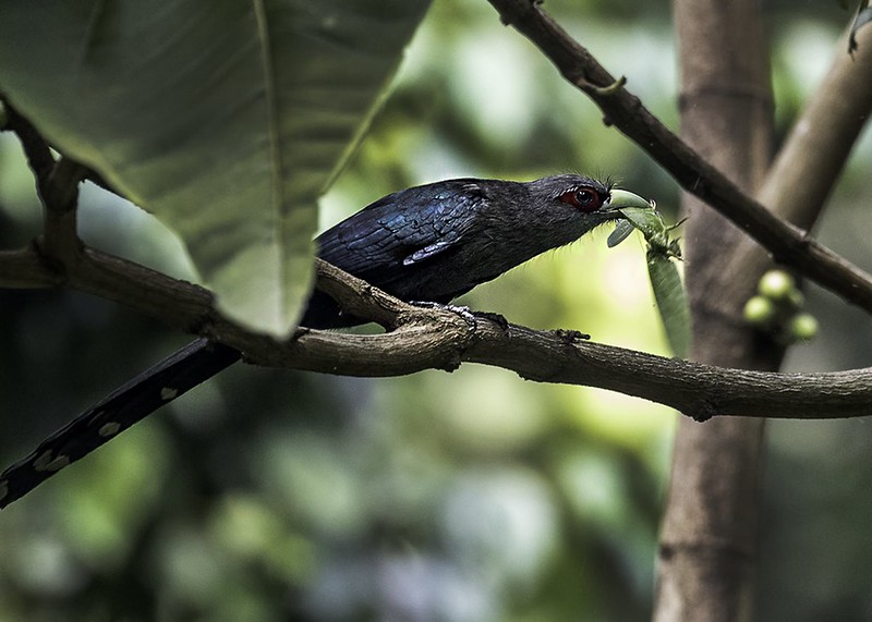 Blackbellied Malkoha / Phaenicophaeus diardi photo call and song