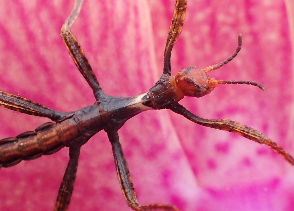 1st Instar Australian Walking Stick Extatosoma tiaratum Flickr